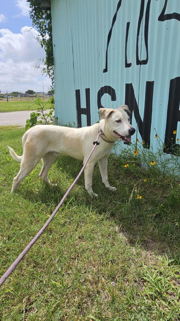 Enlarge Long Dog, a Adoptable mixed breed in New Braunfels, TX image 2/6