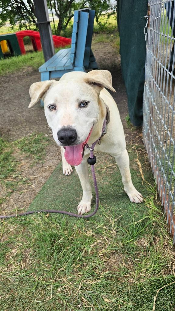 Enlarge Long Dog, a Adoptable mixed breed in New Braunfels, TX image 3/6