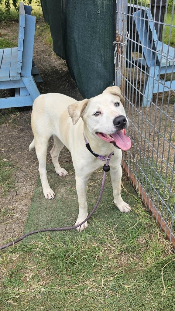 Enlarge Long Dog, a Adoptable mixed breed in New Braunfels, TX image 4/6