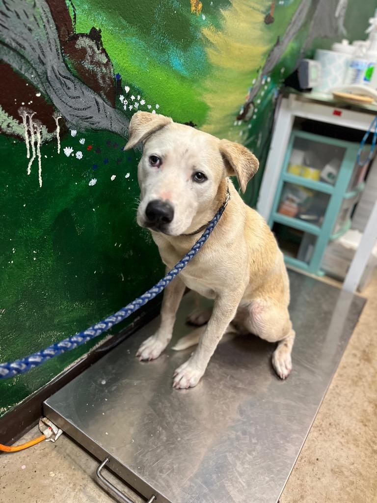 Enlarge Long Dog, a Adoptable mixed breed in New Braunfels, TX image 5/6