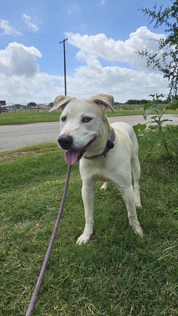 Enlarge Long Dog, a Adoptable mixed breed in New Braunfels, TX image 6/6