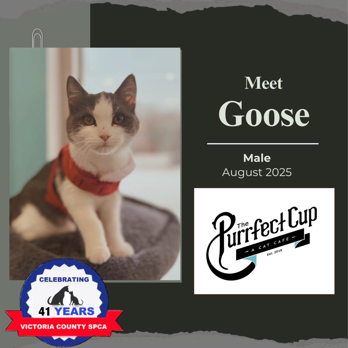 Goose, adopted, Young Male Domestic Short Hair.