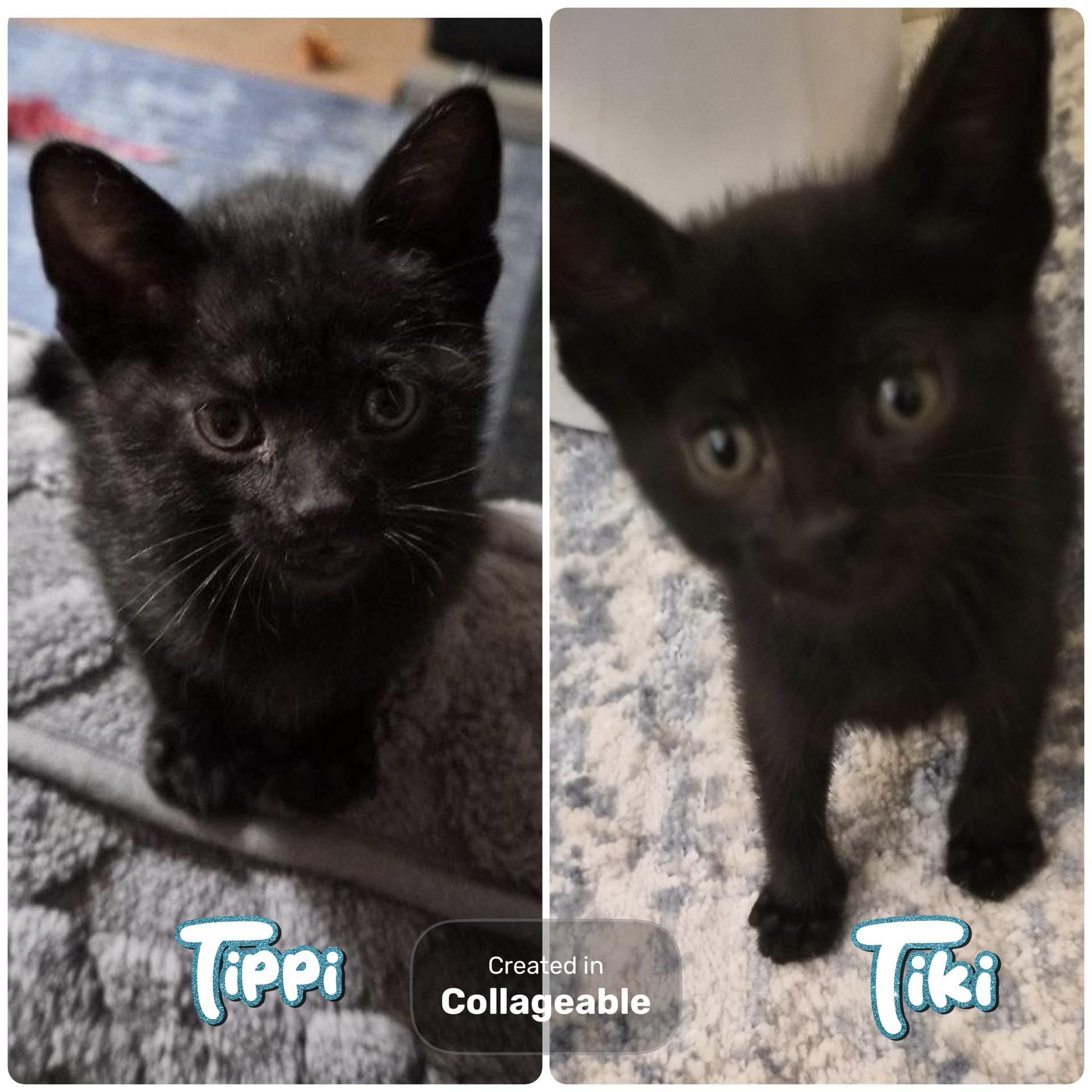 Enlarge Tiki and Tippi (SC), a ADOPTABLE Domestic Short Hair in Clinton, IL image 1/1