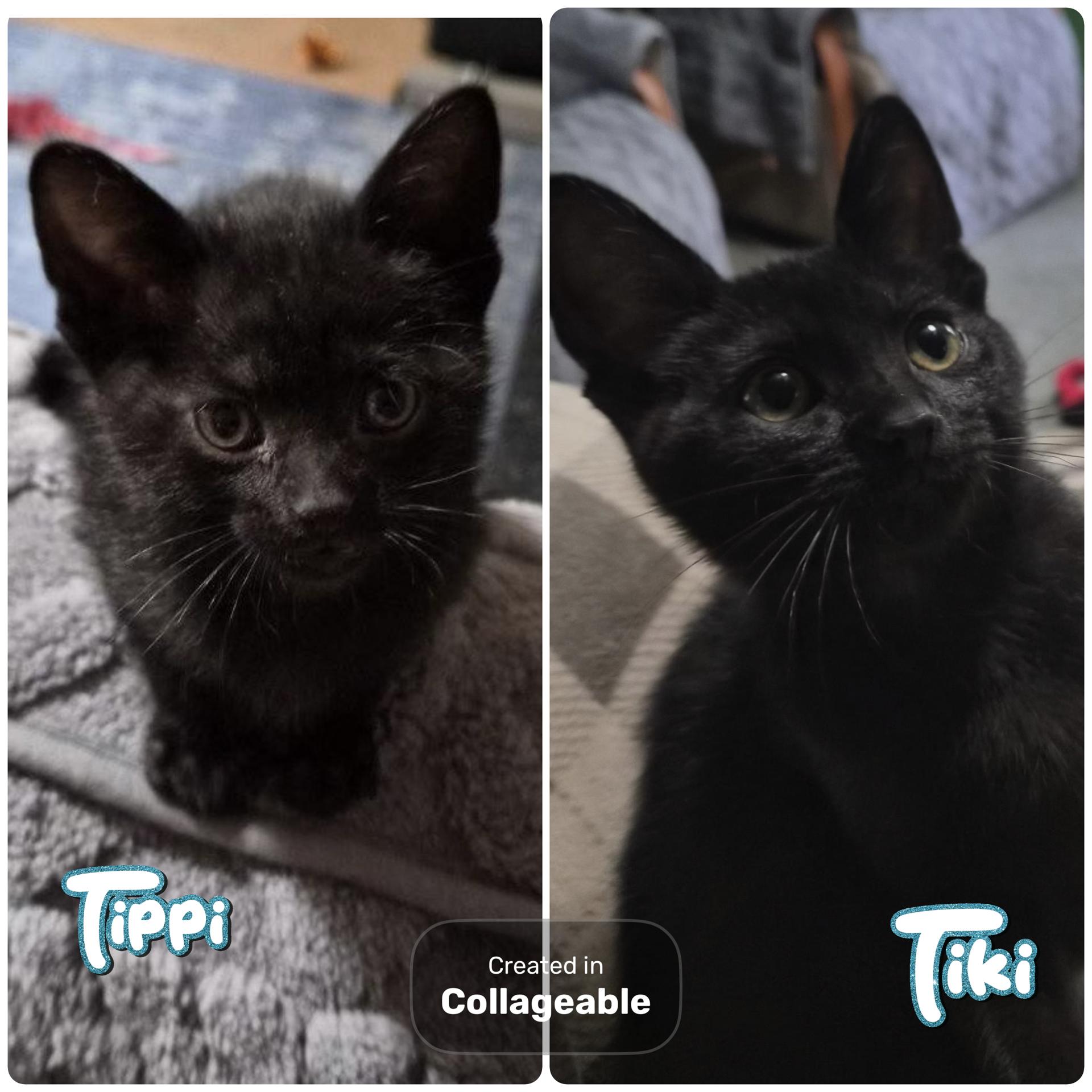 Enlarge Tiki and Tippi (SC), a ADOPTABLE Domestic Short Hair in Clinton, IL image 1/1