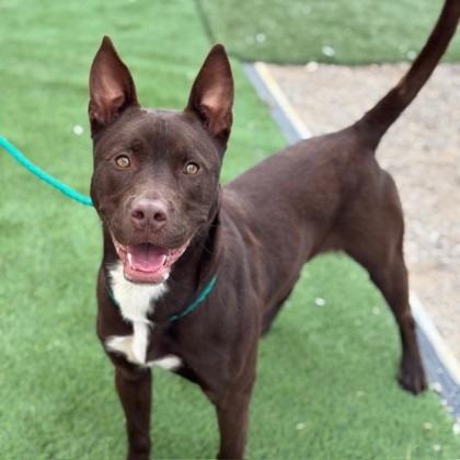 Draco, Adoptable, Adult Male Pit Bull Terrier.