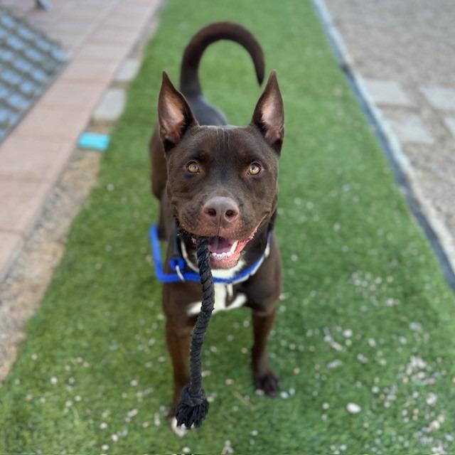 Enlarge Draco, a Adoptable mixed breed in Bullhead City, AZ image 2/4