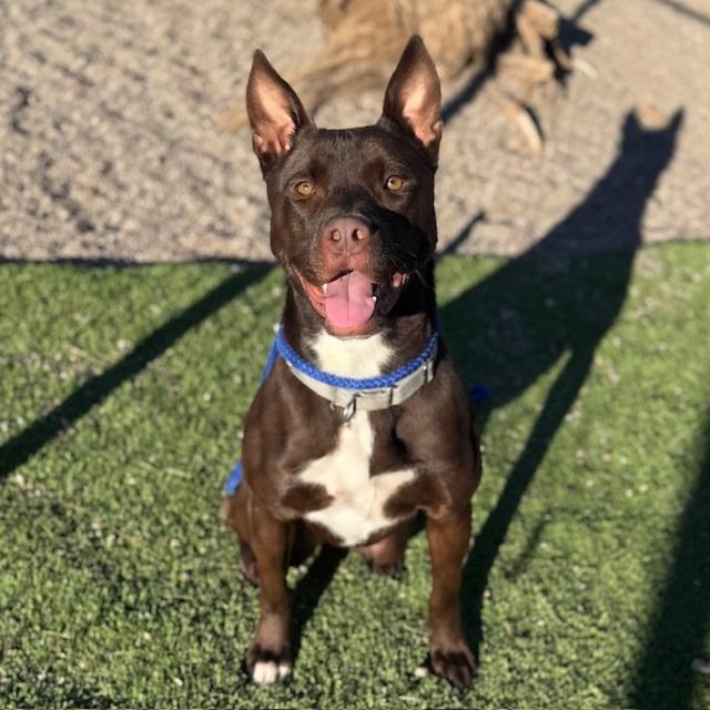 Enlarge Draco, a Adoptable mixed breed in Bullhead City, AZ image 3/4
