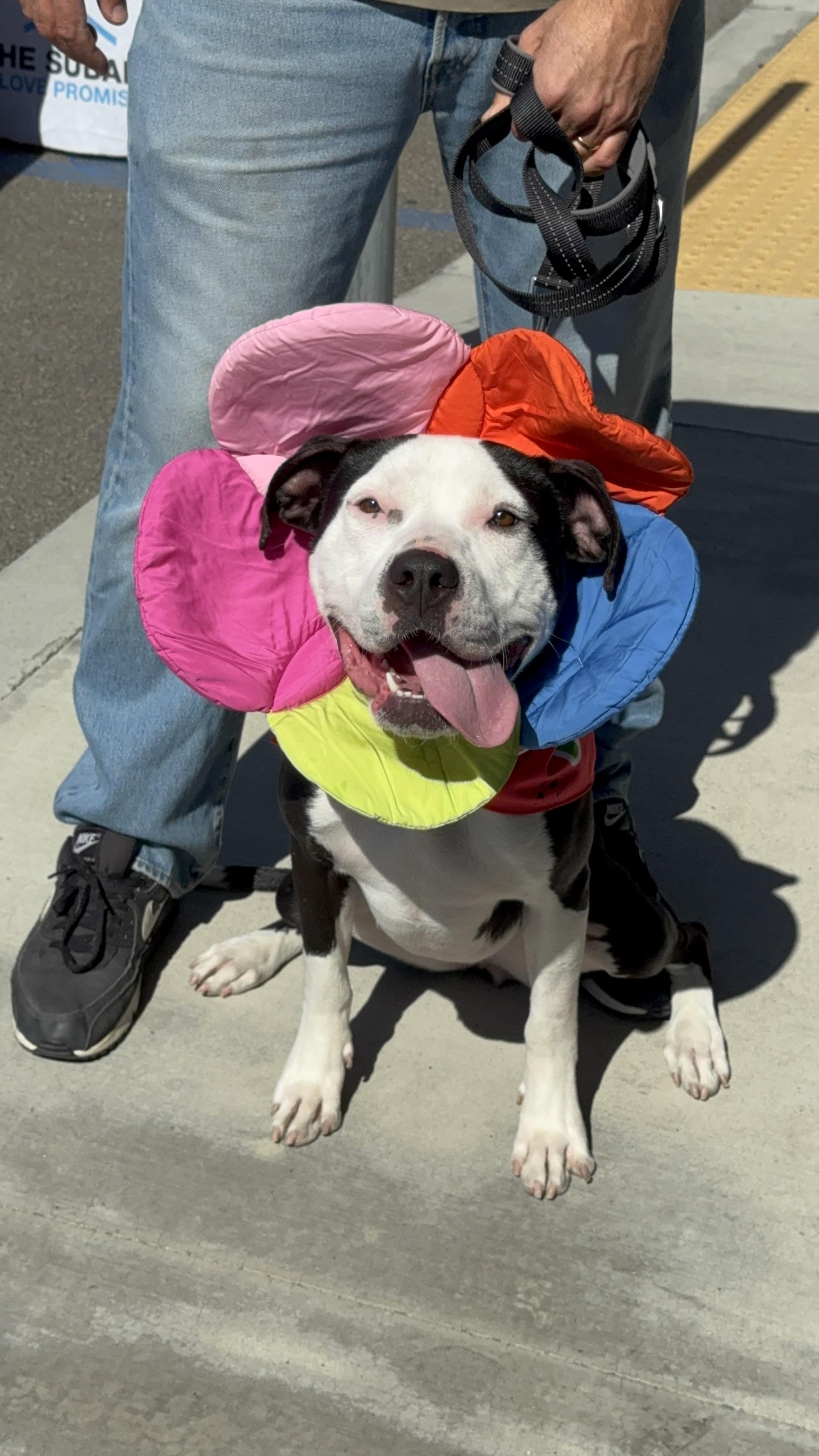 Rita, adoptable, Young Female Pit Bull Terrier.