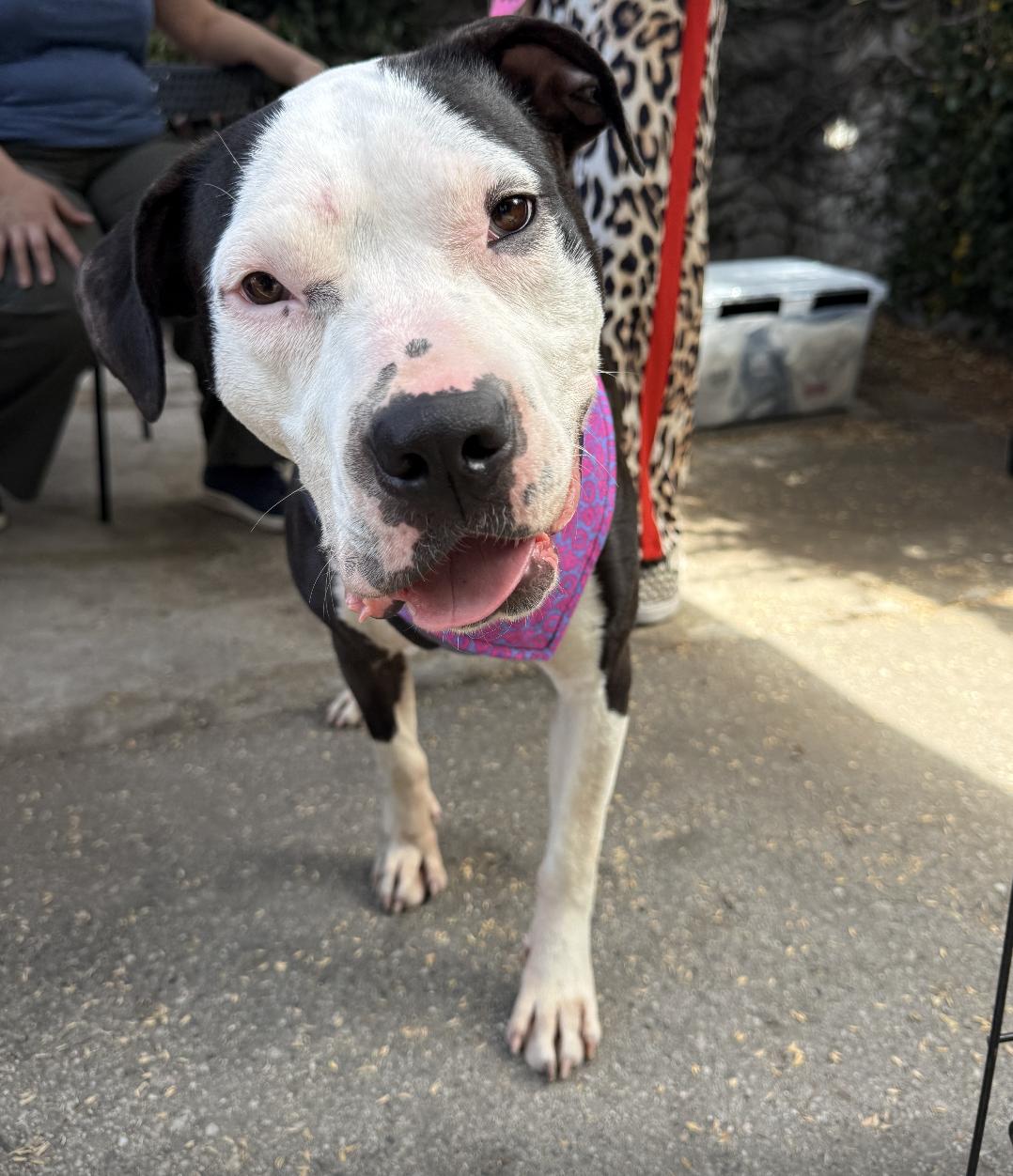 Rita, an adoptable mixed breed in West Hollywood, CA image 2/4