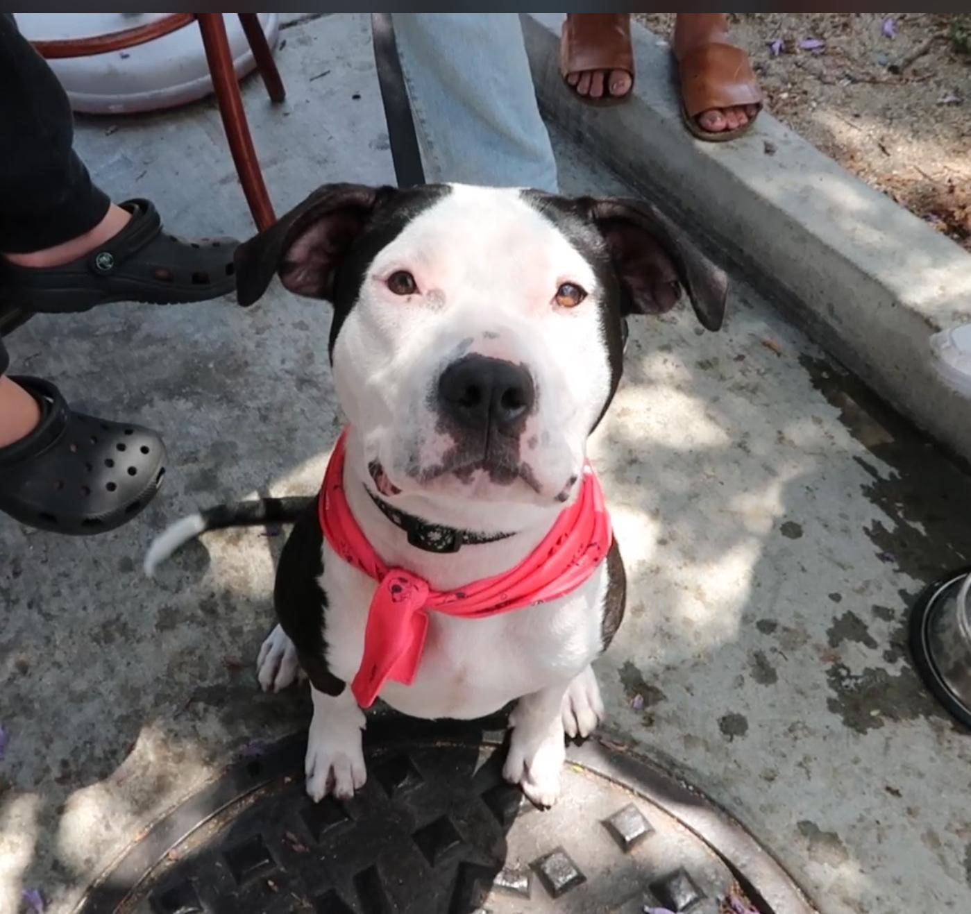 Rita, Adoptable, Young Female Pit Bull Terrier.