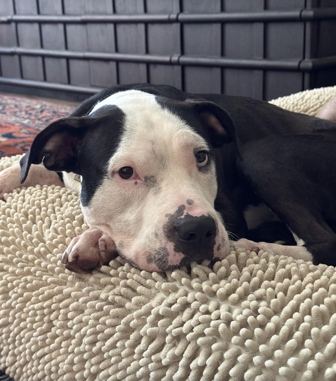 Rita, adoptable, Young Female Pit Bull Terrier.