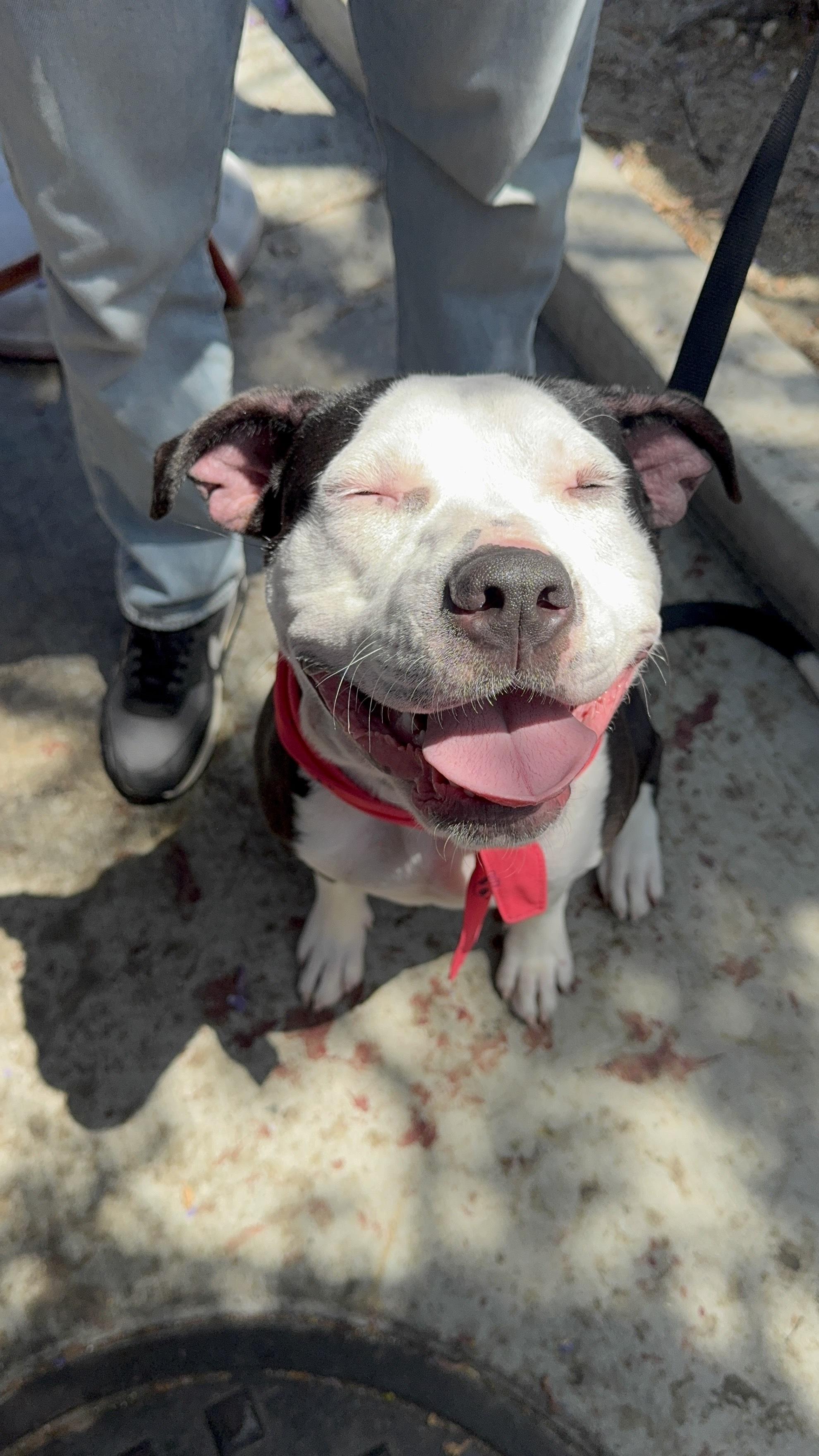 Rita, a Adoptable Pit Bull Terrier in West Hollywood, CA image 4/5