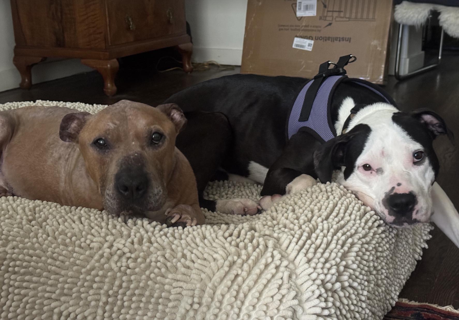 Rita, an adoptable mixed breed in West Hollywood, CA image 3/4