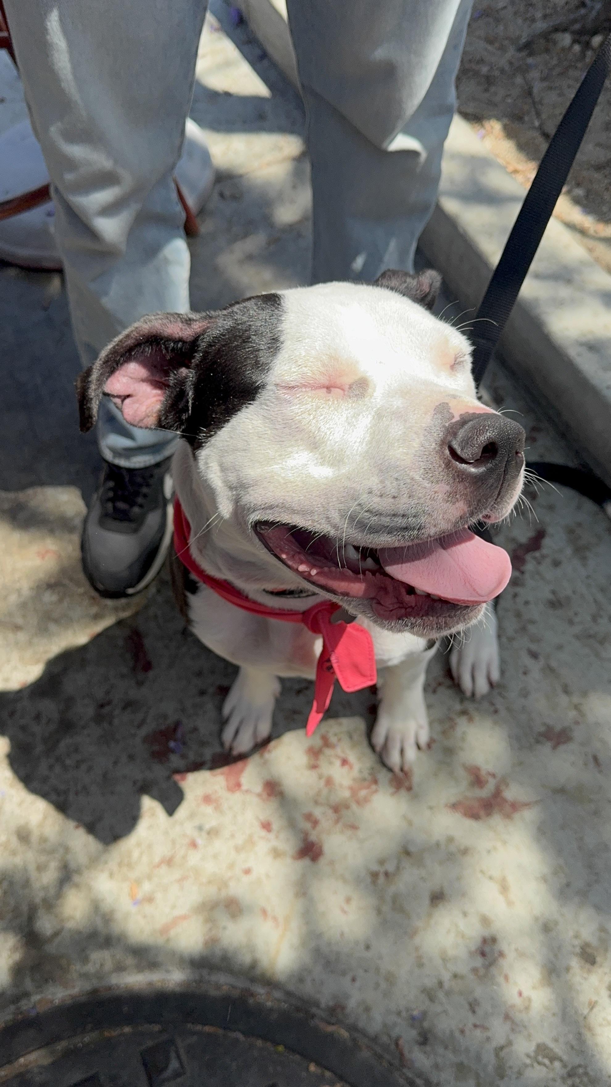 Rita, a Adoptable Pit Bull Terrier in West Hollywood, CA image 3/5