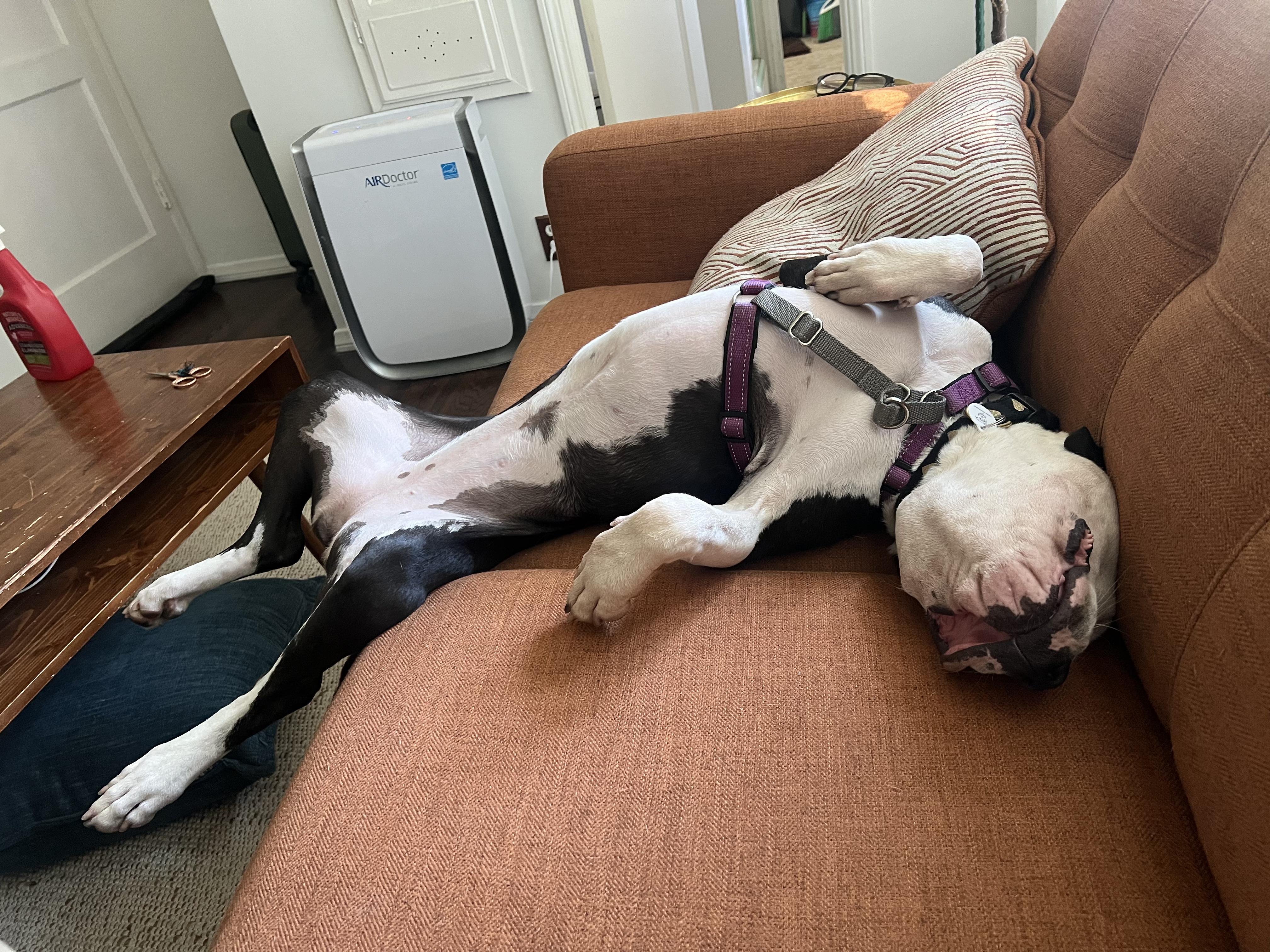 Enlarge Rita, a Adoptable mixed breed in West Hollywood, CA image 2/6