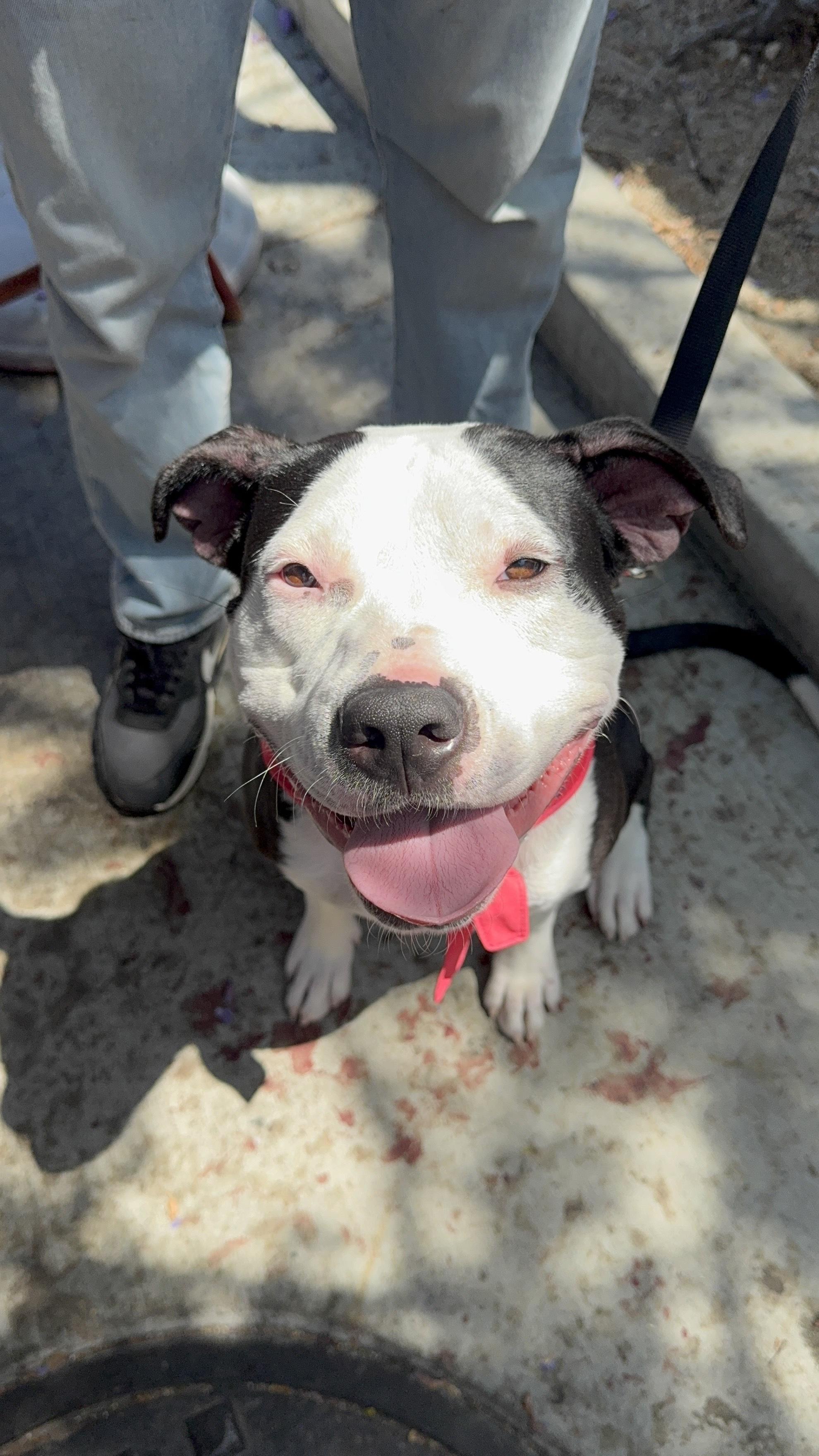 Rita, a Adoptable Pit Bull Terrier in West Hollywood, CA image 2/5