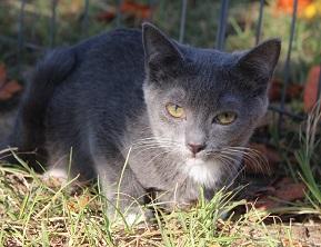 Taylor, a Adoptable Domestic Short Hair in Cary, NC image 2/3