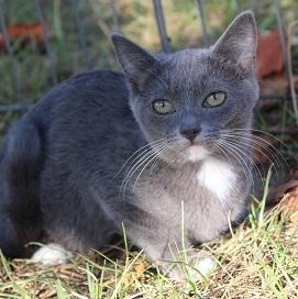 Taylor, a Adoptable Domestic Short Hair in Cary, NC image 1/3