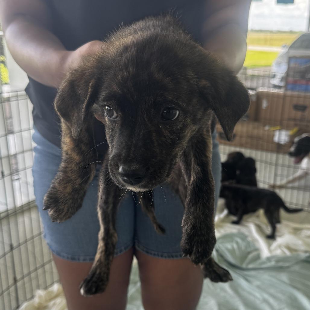 Angel, Adoptable, Young Female Terrier.