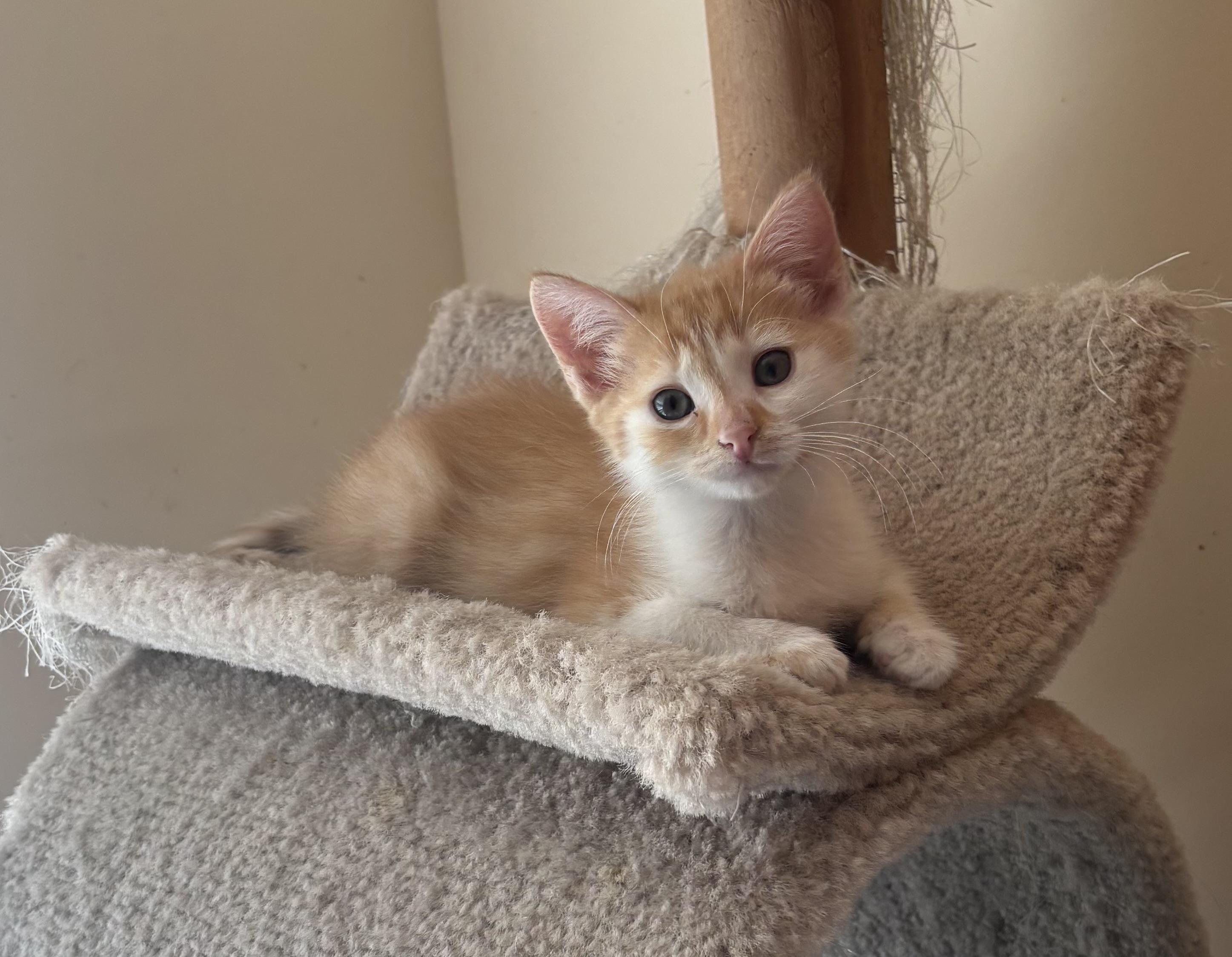Hansel, ADOPTABLE, Kitten Male Domestic Short Hair.