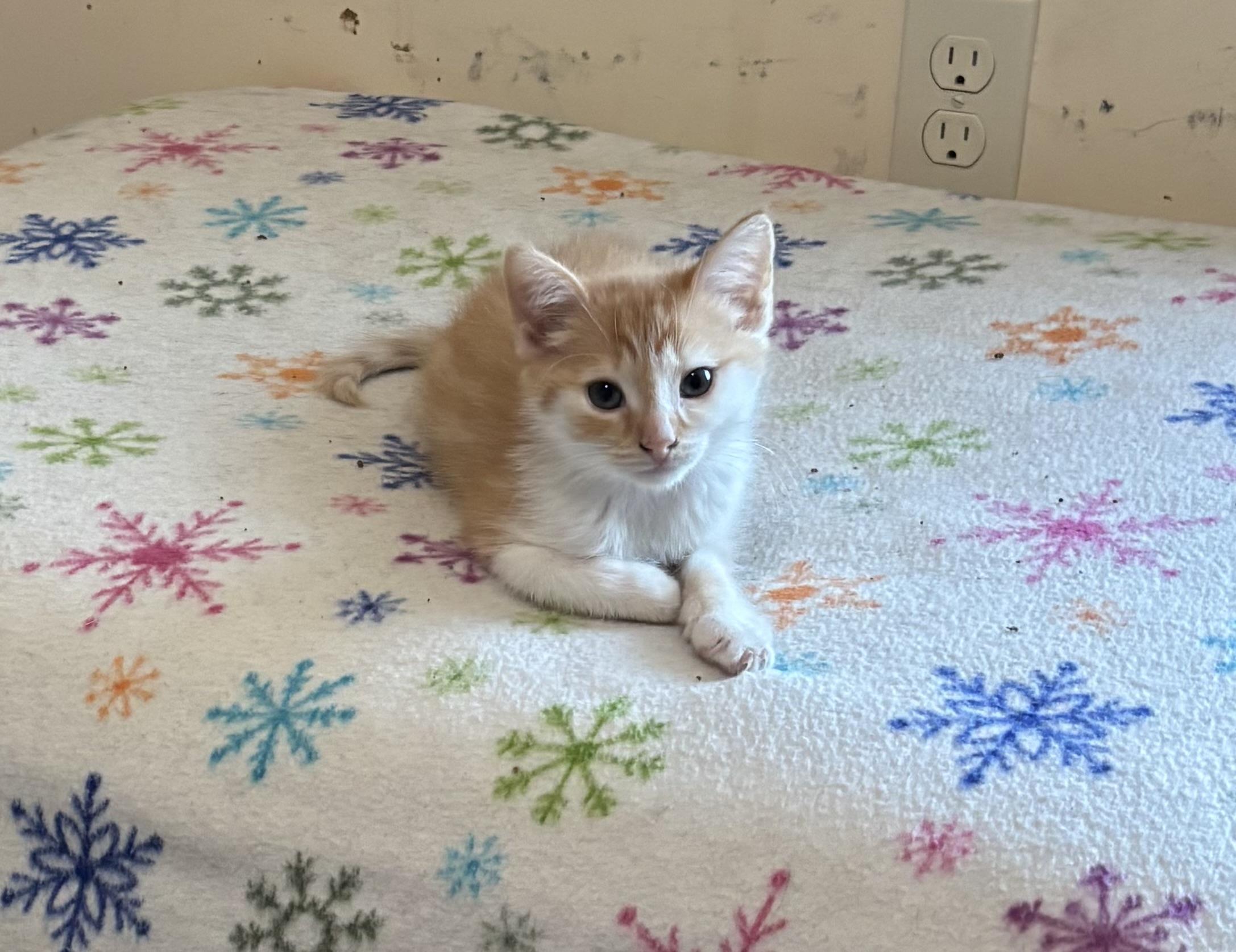 Hansel, a ADOPTABLE Domestic Short Hair in Bensalem, PA image 2/5