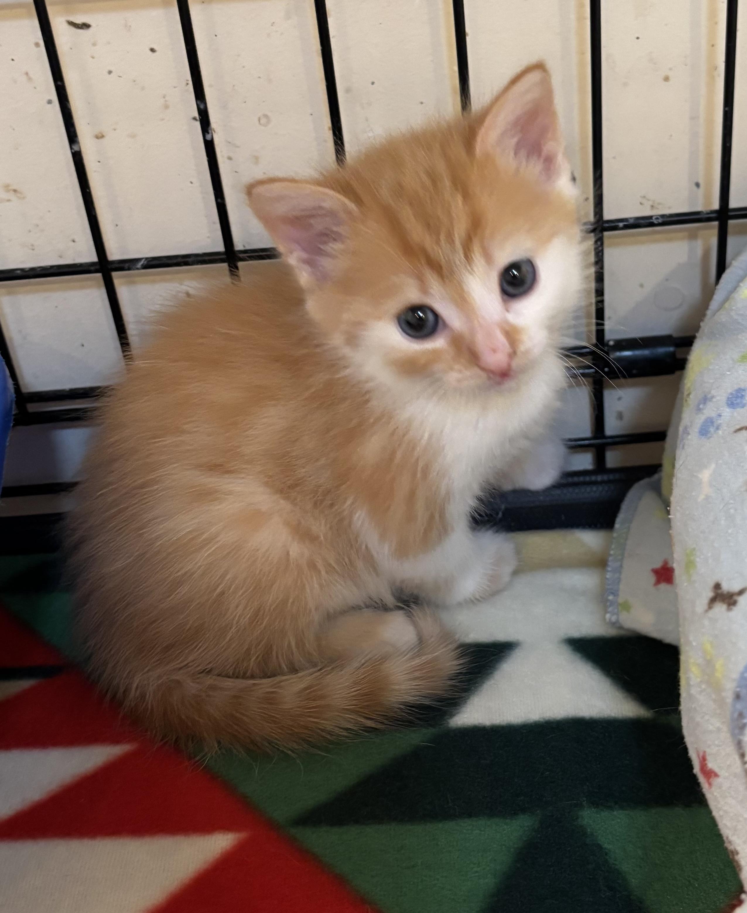 Hansel, a ADOPTABLE Domestic Short Hair in Bensalem, PA image 5/5