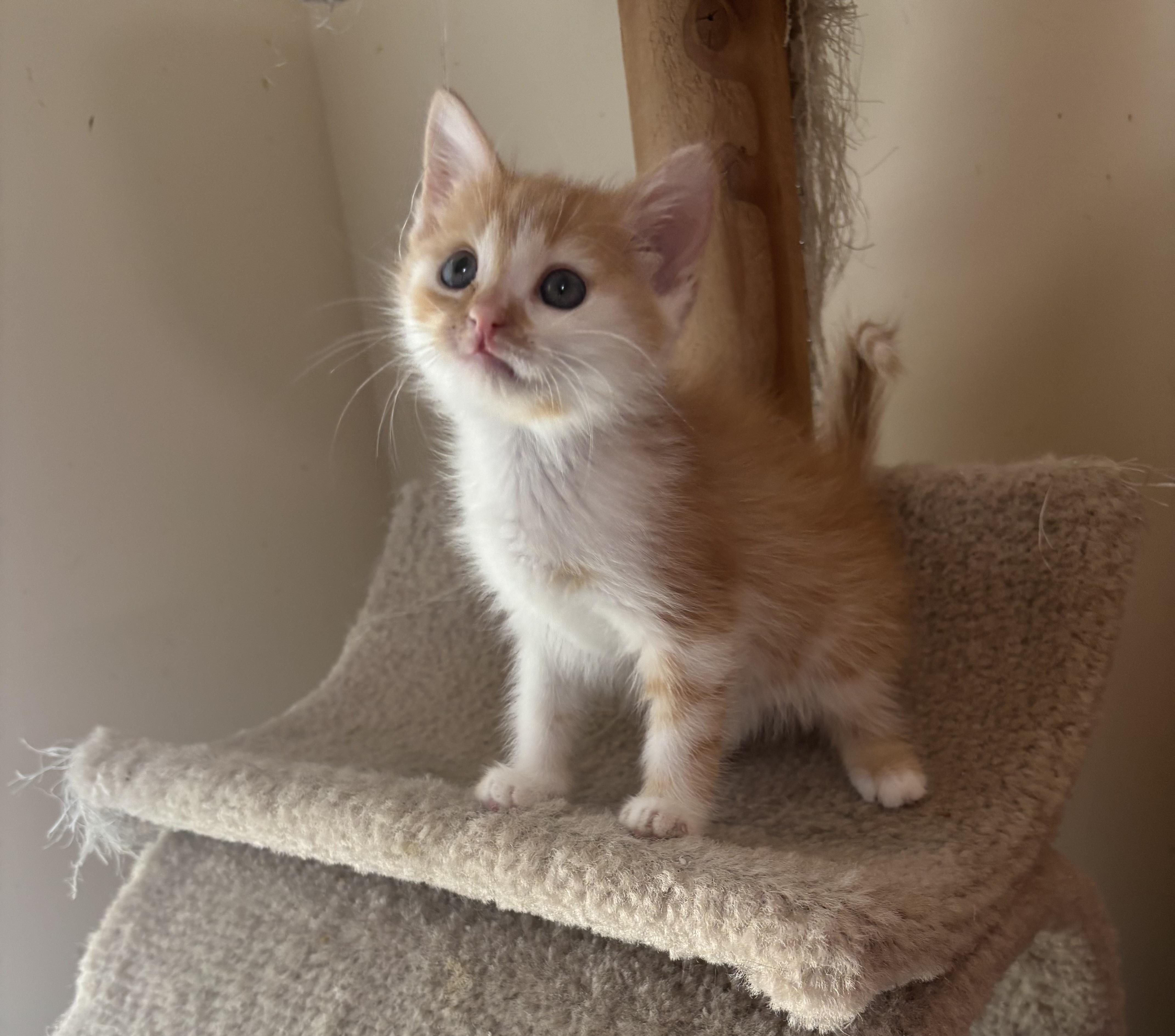 Hansel, a ADOPTABLE Domestic Short Hair in Bensalem, PA image 4/5
