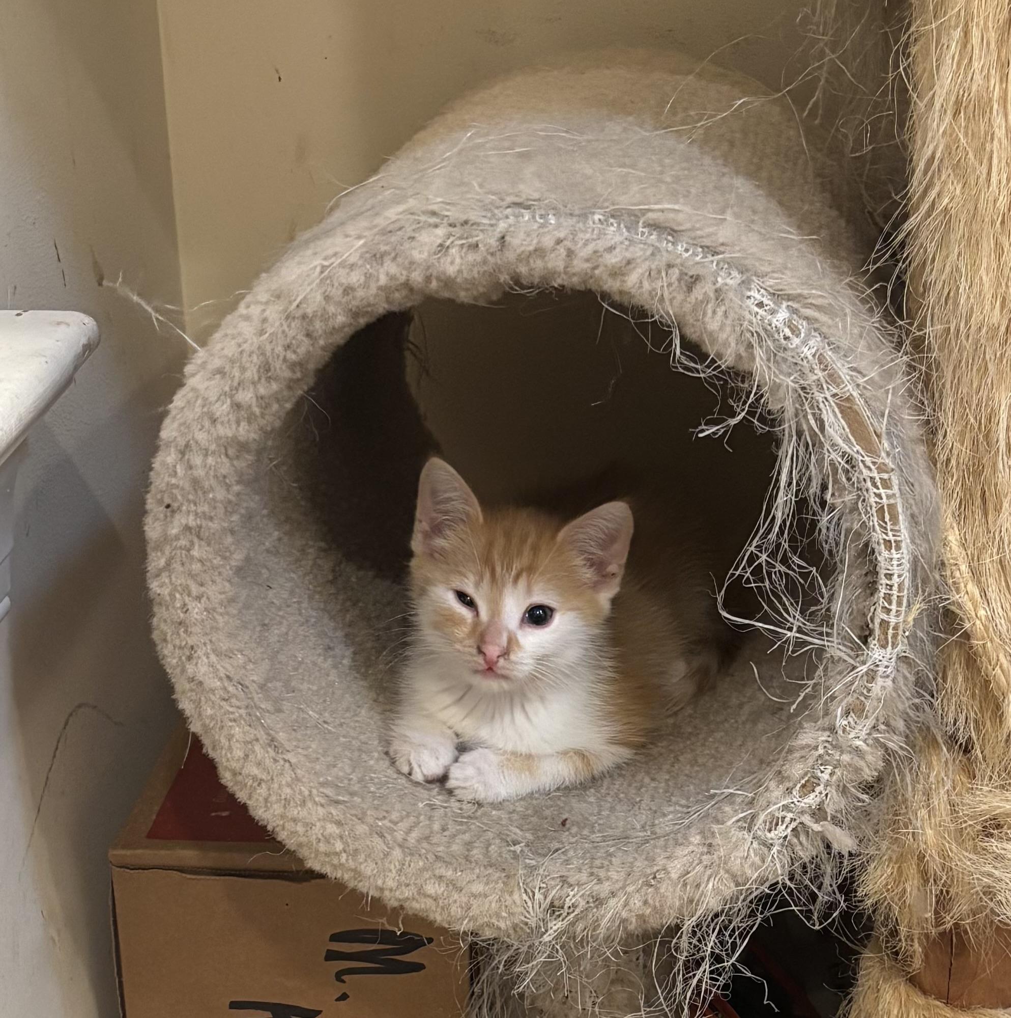 Hansel, a ADOPTABLE Domestic Short Hair in Bensalem, PA image 3/5