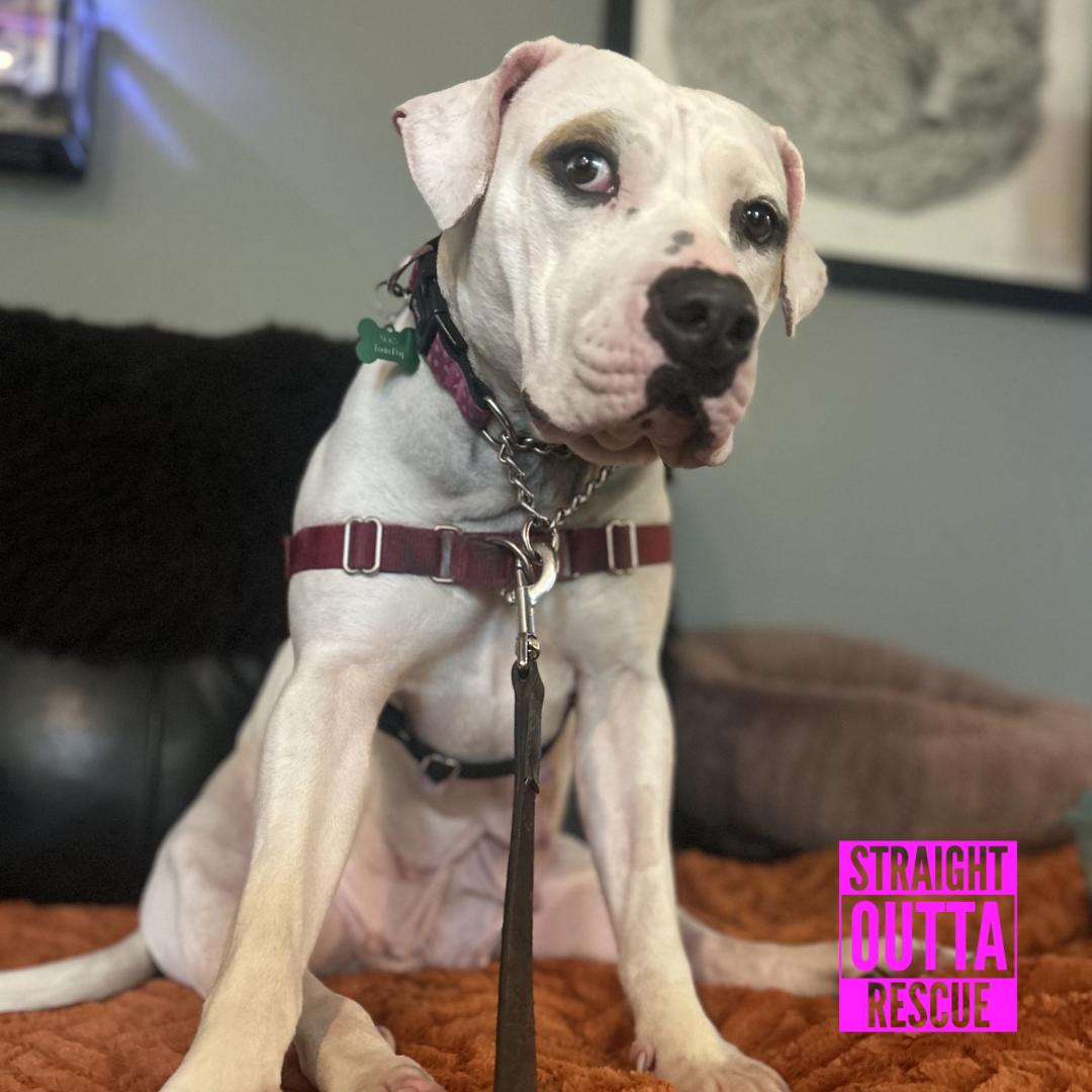 Cordelia, ADOPTABLE, Adult Female Pit Bull Terrier.