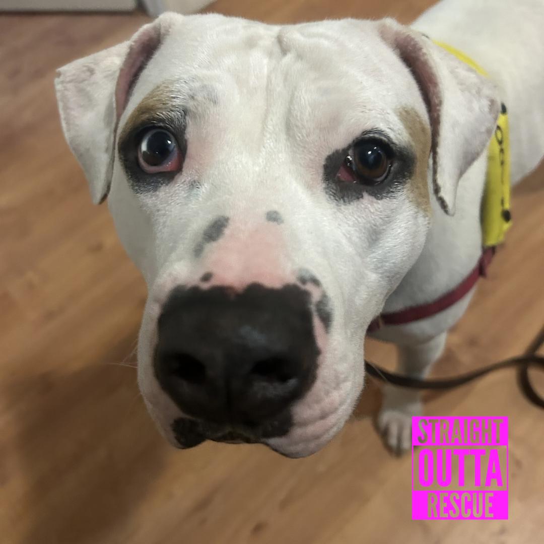 Cordelia, a ADOPTABLE mixed breed in Vancouver, BC image 2/6