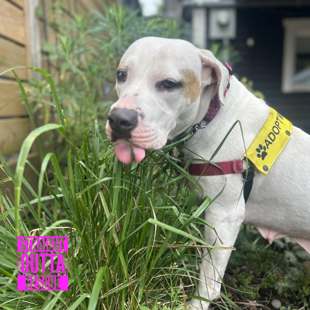 Cordelia, a ADOPTABLE mixed breed in Vancouver, BC image 4/6