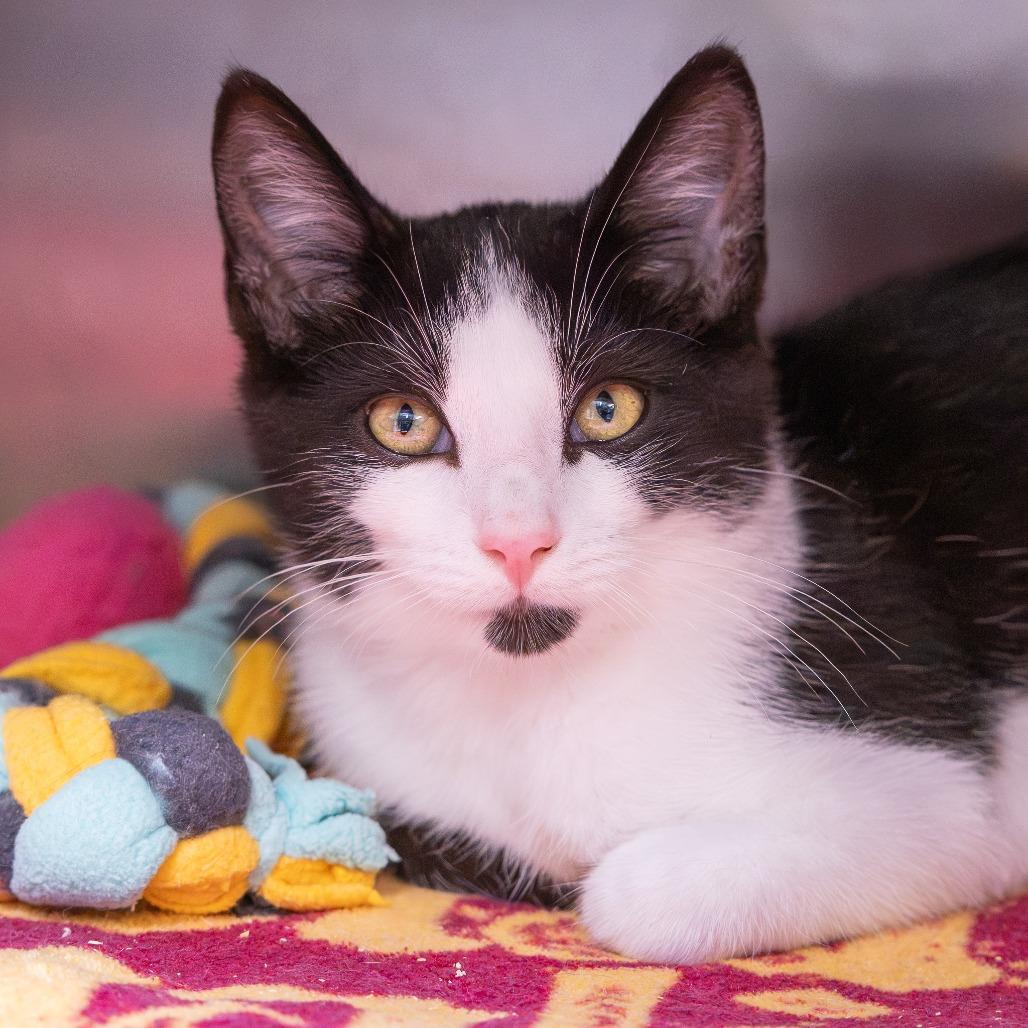Geppetto, Adoptable, Kitten Male Domestic Short Hair.