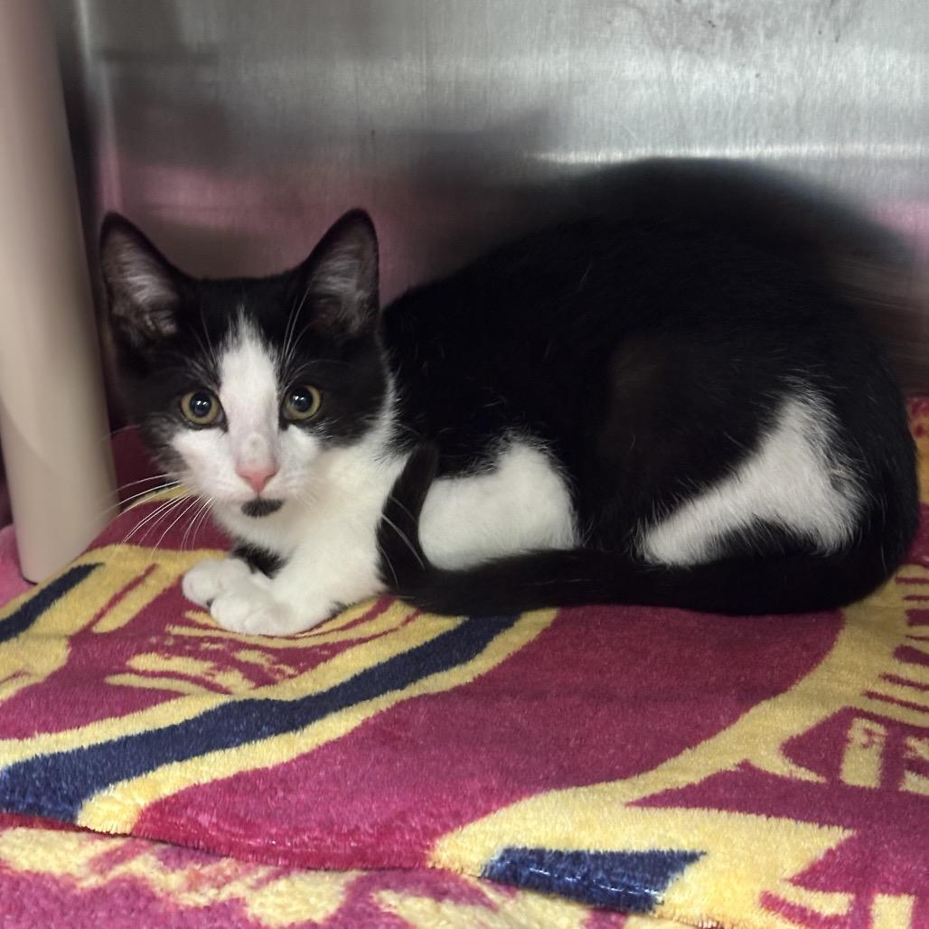 Enlarge Geppetto, a Adoptable Domestic Short Hair in Mentor, OH image 2/2