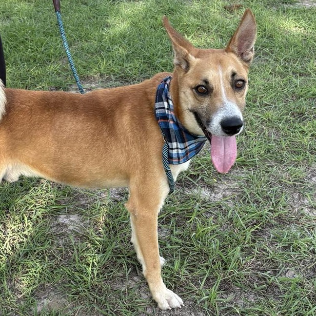 Flako — thumbnail 2