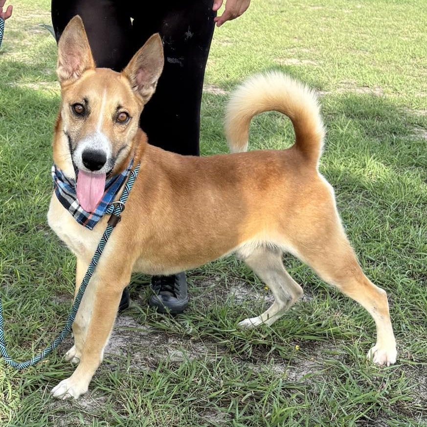 Flako — thumbnail 4