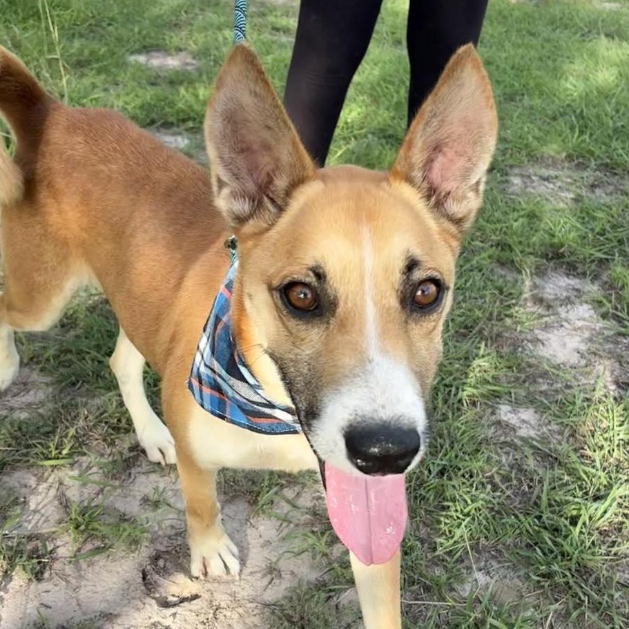 Flako — thumbnail 5