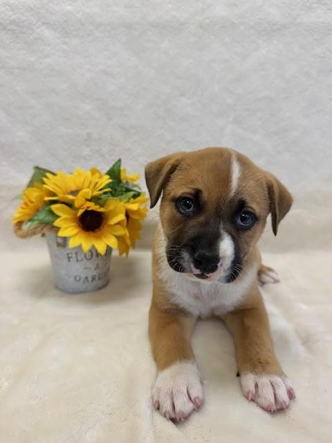 MISHKA, ADOPTABLE, Young Female Labrador Retriever.