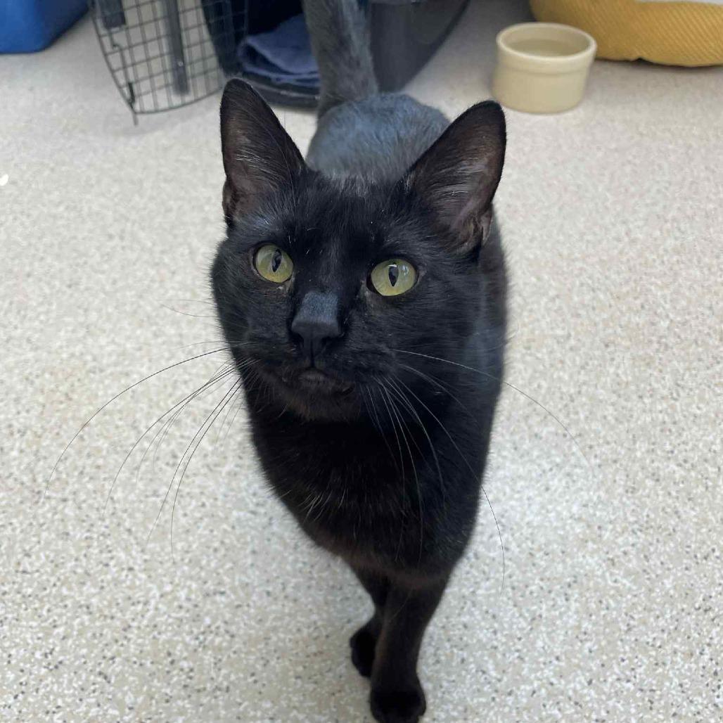 BlackJack, Adoptable, Young Male Domestic Short Hair & Domestic Short Hair.