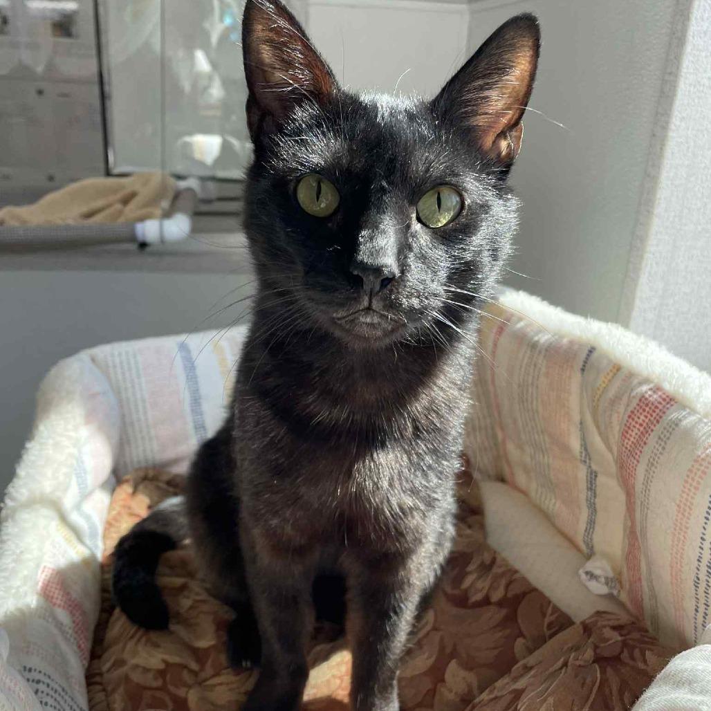 BlackJack, a Adoptable mixed breed in St. Helena, CA image 1/5