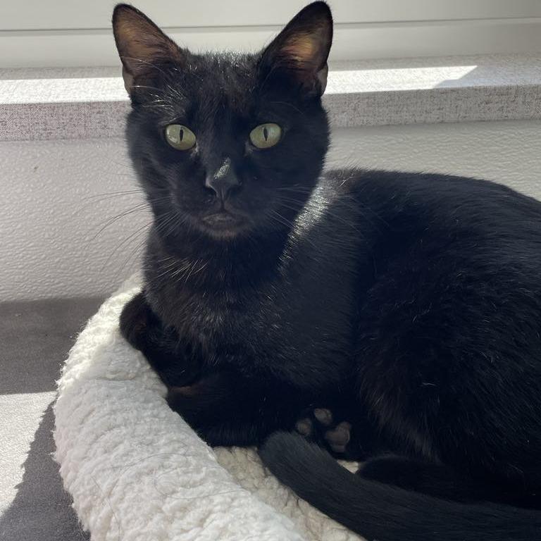 Enlarge BlackJack, a Adoptable mixed breed in St. Helena, CA image 2/5