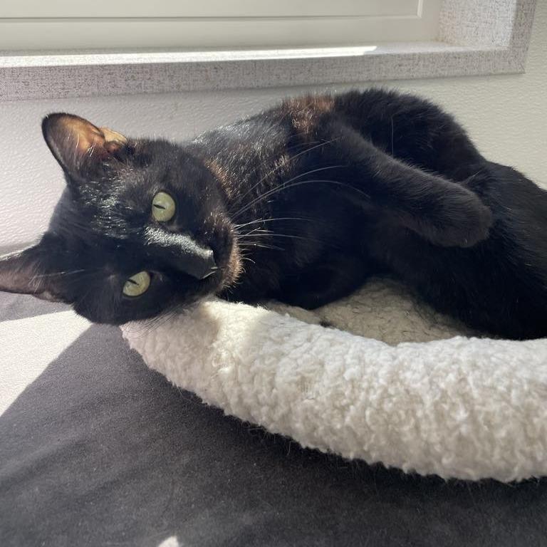 BlackJack, a Adoptable mixed breed in St. Helena, CA image 2/5