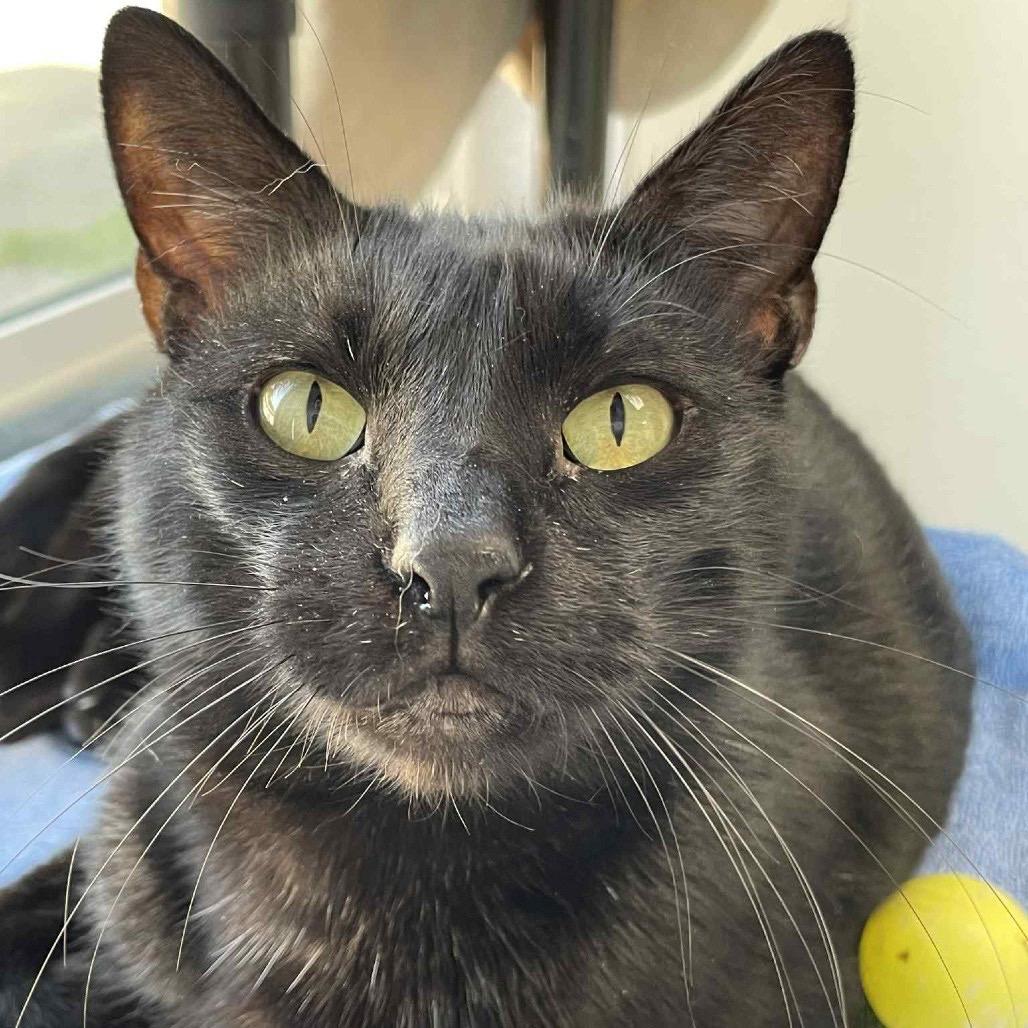 BlackJack, a Adoptable mixed breed in St. Helena, CA image 4/6