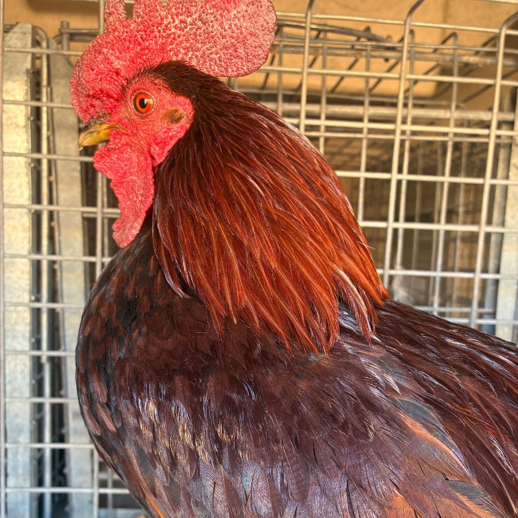 HeiHei, Adoptable, Young Male Chicken.