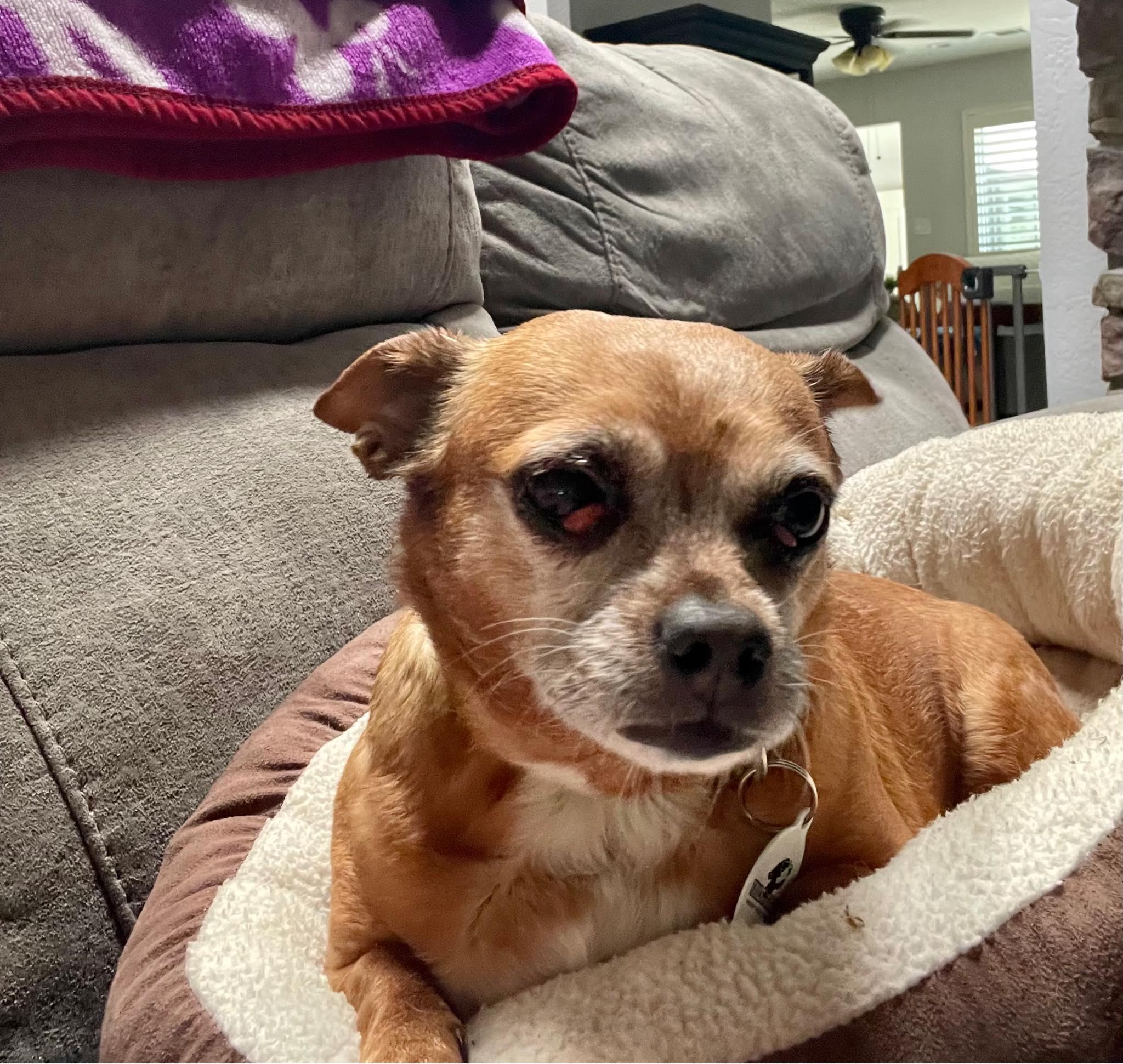 Turbina, a ADOPTABLE mixed breed in Livermore, CA image 1/3