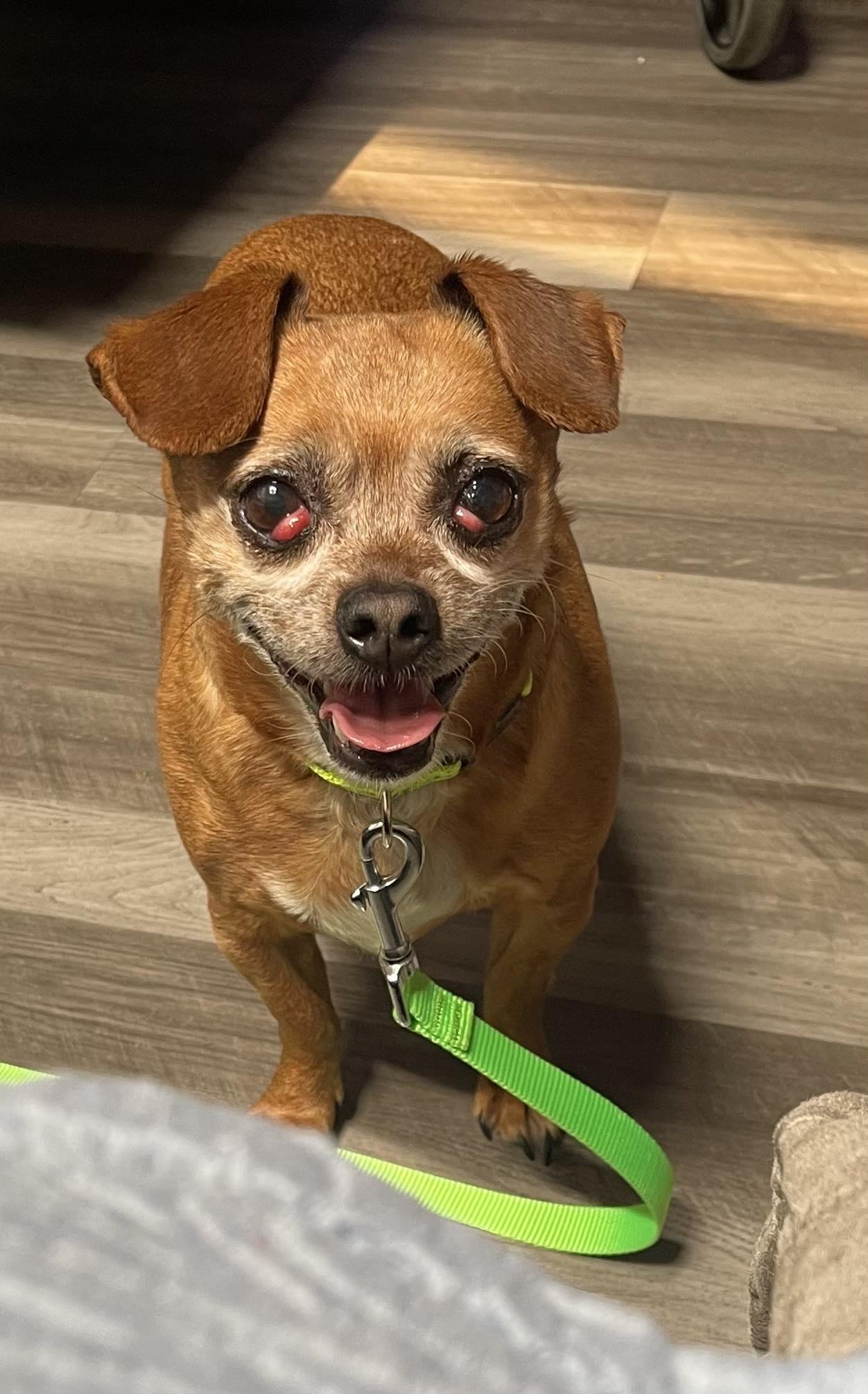 Turbina, a ADOPTABLE mixed breed in Livermore, CA image 3/3