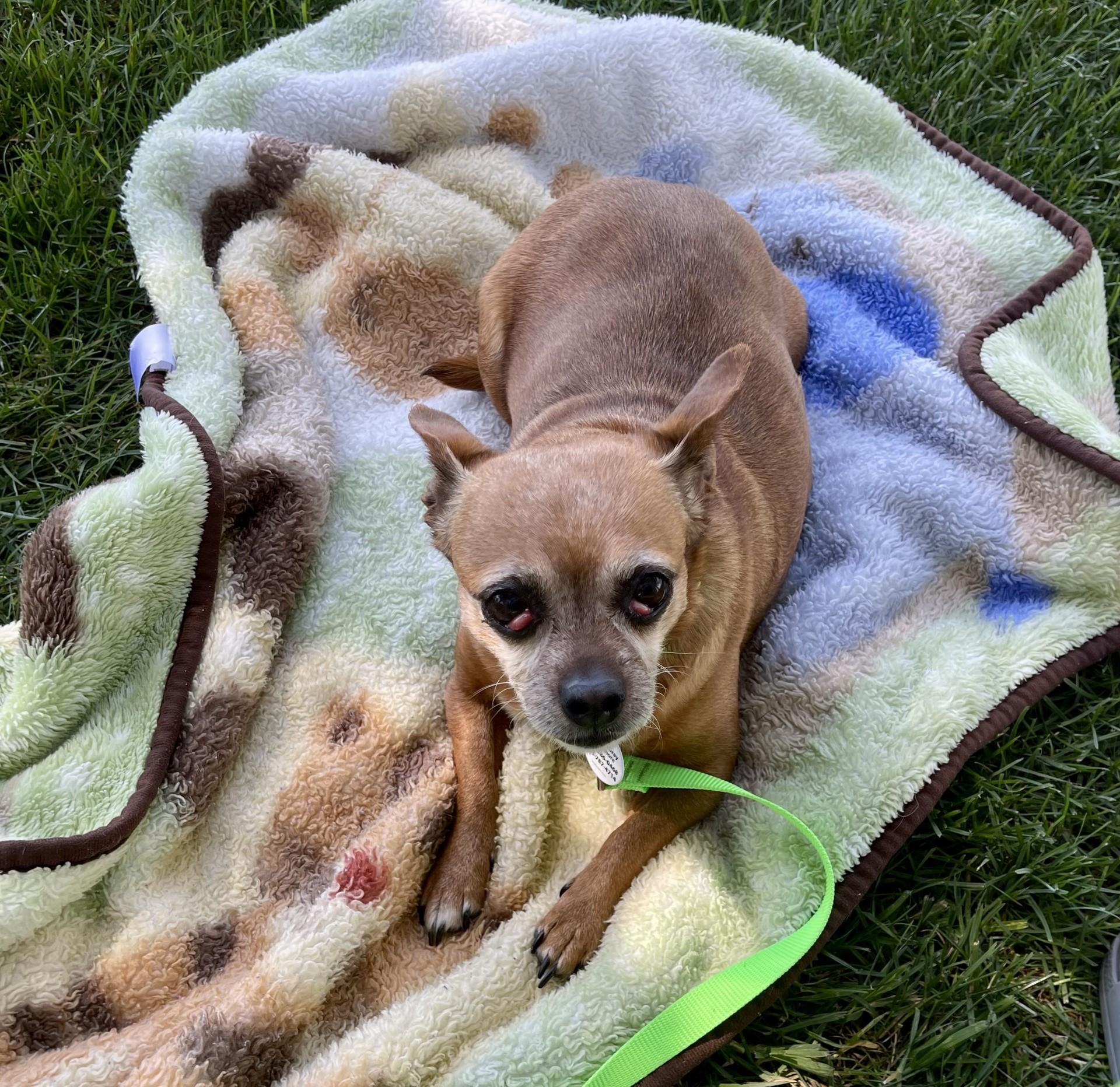 Turbina, a ADOPTABLE mixed breed in Livermore, CA image 2/3