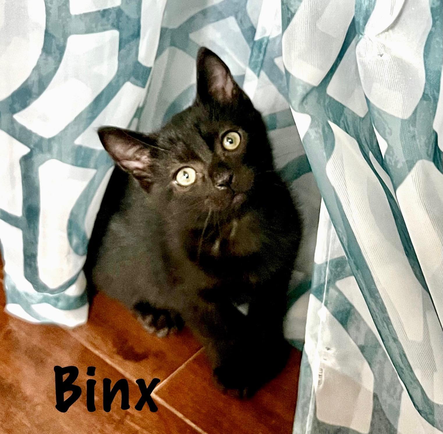 Binx, Adoptable, Kitten Male Domestic Short Hair.