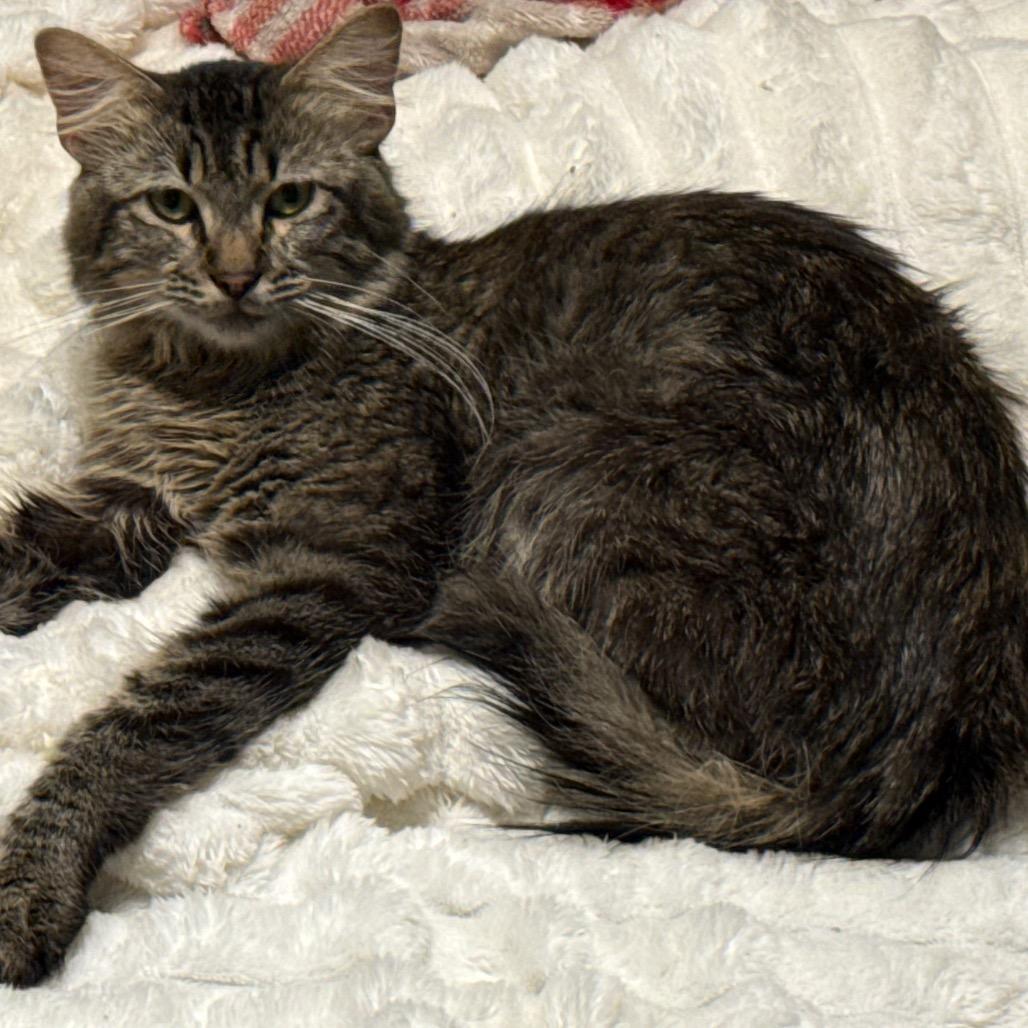 Enlarge Denver, a Adoptable Domestic Long Hair in Booneville, AR image 1/1