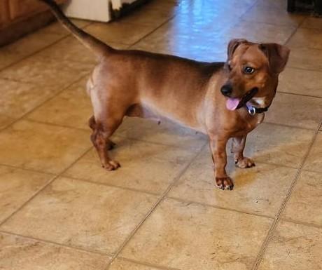 WILLOW BEA, a Adoptable Dachshund in Georgetown, KY image 3/4