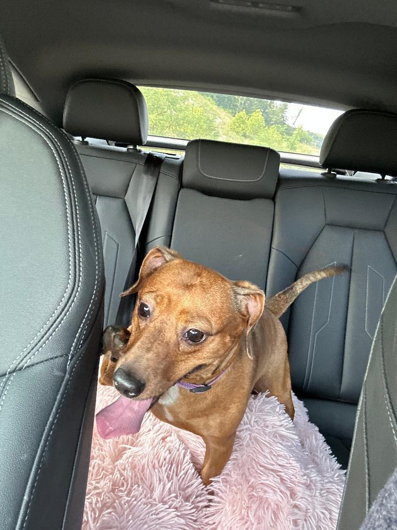 WILLOW BEA, a Adoptable Dachshund in Georgetown, KY image 2/4